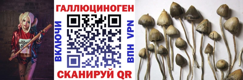 blacksprut как зайти  наркотики  нарко площадка формула  Псилоцибиновые грибы Cubensis  Малмыж 